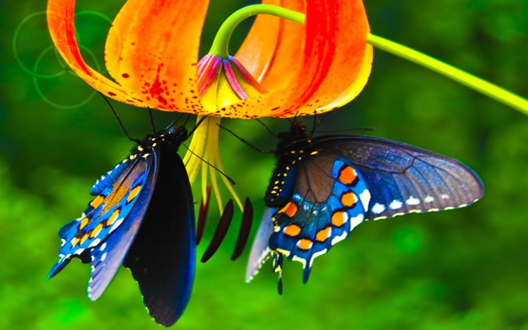Farfalle del lago Maggiore